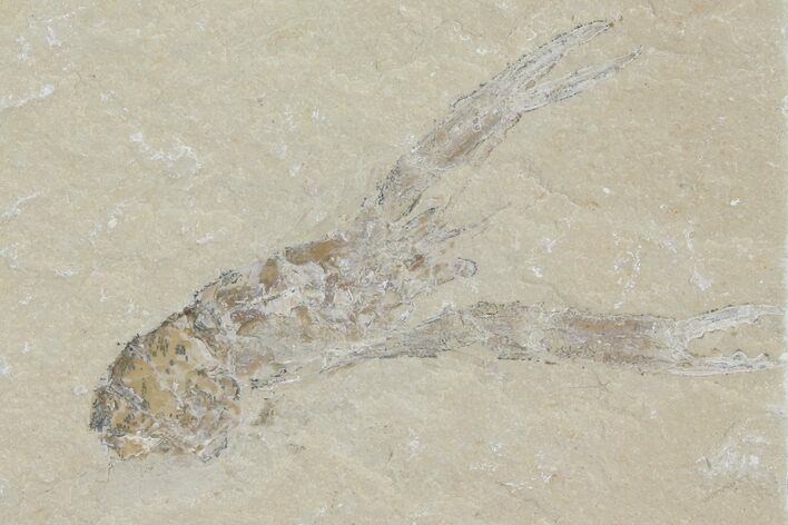 Cretaceous Lobster (Pseudostacus) Fossil - Lebanon #112662